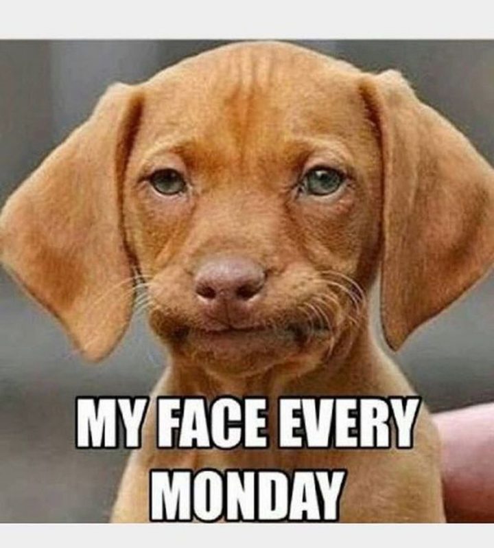 A humorous meme about Monday